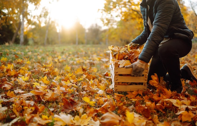 Foto raccolta delle foglie d'autunno l'uomo pulisce il parco d' autunno dalle foglie gialle pulizia giardinaggio stagionale