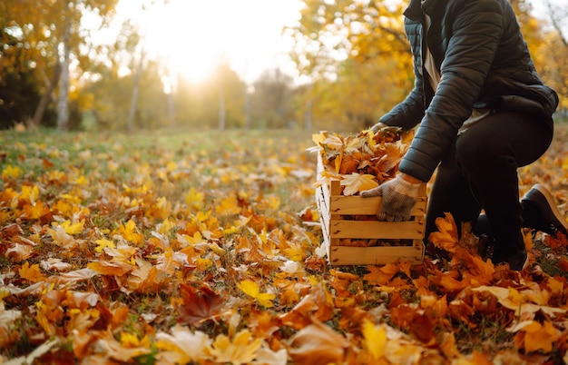 Harvesting autumn leaves Man cleans autumn park from yellow leaves Cleaning Seasonal gardening