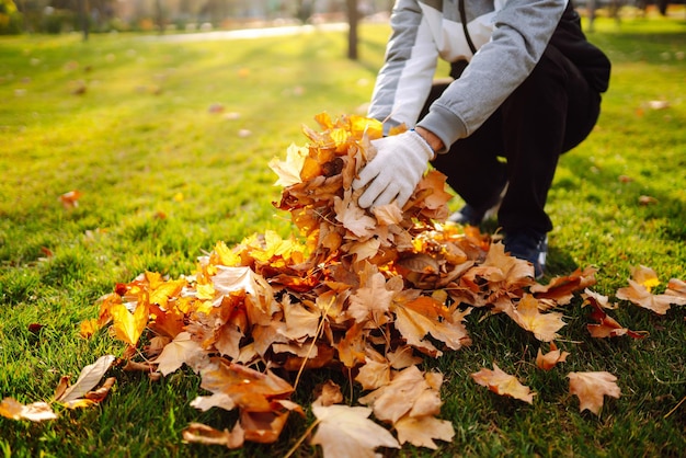 harvesting autumn leaves man cleans the autumn park from yellow leaves volunteering cleaning