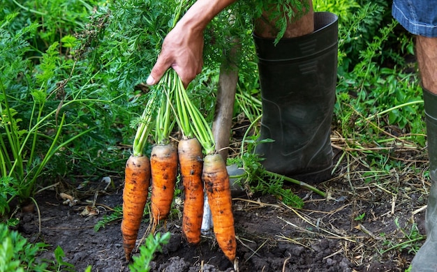 Harvesting carrots on the farm, environmentally friendly product.