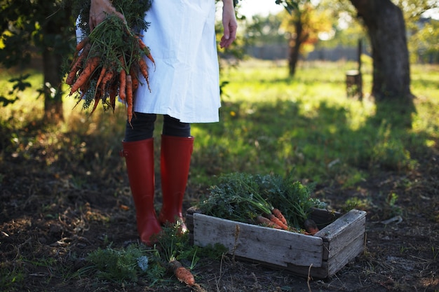Foto raccolta di carote. la ragazza raccoglie le carote in giardino