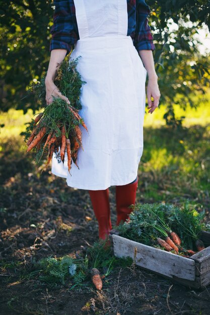 Photo harvesting carrots. girl picks carrots in the garden