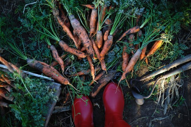 Foto raccolta di carote. un sacco di carote in un cesto in giardino, stivali di gomma rossi e una pala.