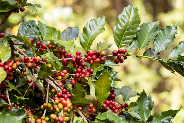写真 農業によるコーヒーベリーの収穫。タイ北部の木で熟しているコーヒー豆