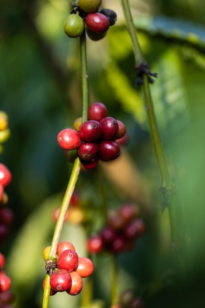 Harvesting coffee berries by agriculture Coffee beans ripening on the tree in North of Thailand