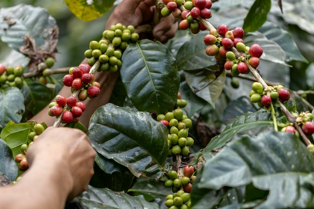 Photo harvesting coffee berries by agriculture coffee beans ripening on the tree in north of thailand