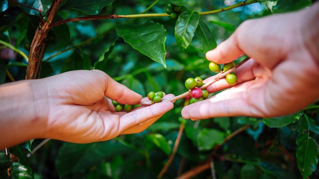 Foto raccolta delle bacche di caffè da parte dell'agricoltore mani chicchi di caffè rossi che maturano in mano agricoltore