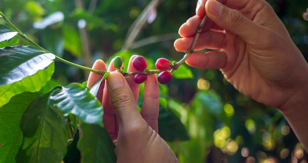農夫の手でコーヒーの実を収穫する赤いコーヒー豆が手で熟す農家