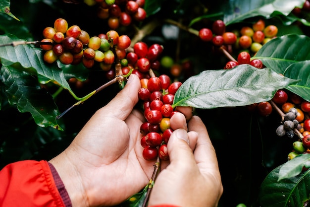 Harvesting coffee berries by hand