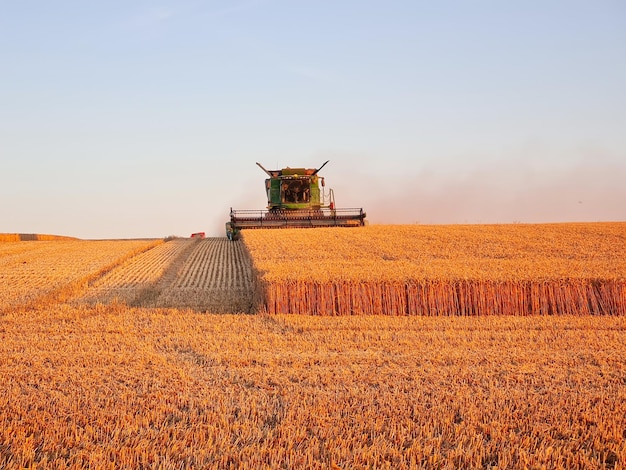 Уборочный комбайн, работающий на поле пшеницы во время заката, современный сельскохозяйственный транспорт, зерноуборочный комбайн, богатый урожай, сельскохозяйственное изображение