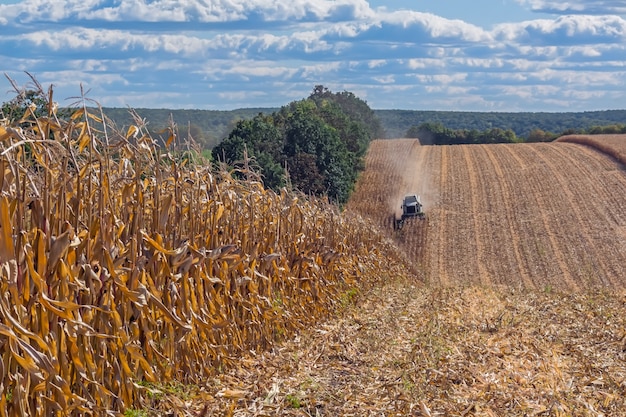 Foto raccolta del mais da una mietitrebbia, seguito da scarico e trasporto di grano.