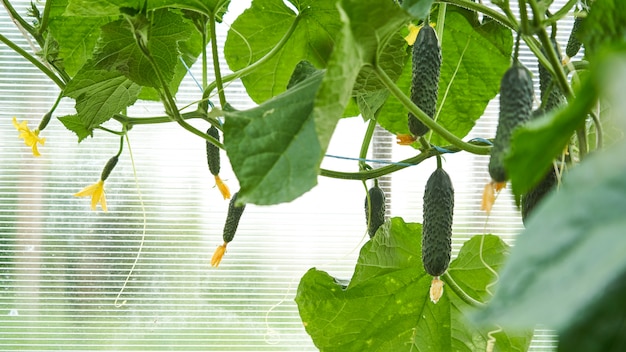 Harvesting cucumbers. man collects cucumbers in the greenhouse. agricultural collection of cucumbers. homemade cucumbers grown in a greenhouse