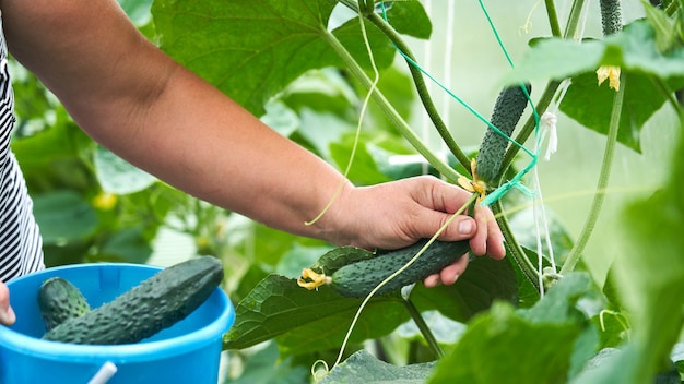 Harvesting cucumbers. man collects cucumbers in the greenhouse. agricultural collection of cucumbers. homemade cucumbers grown in a greenhouse