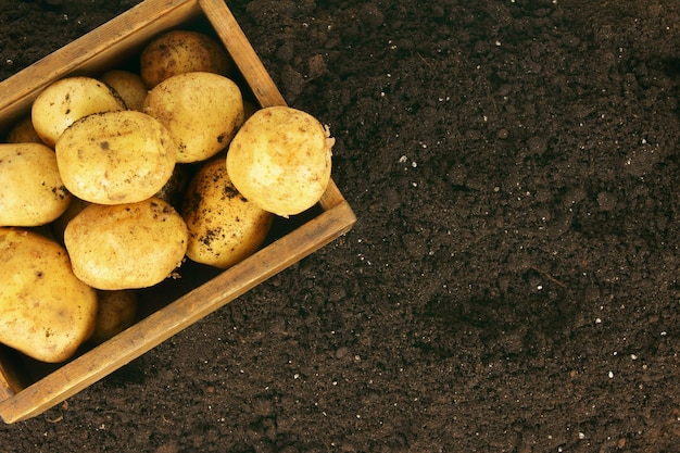 수확. 지구상의 오래된 상자에 들어있는 신선한 감자.