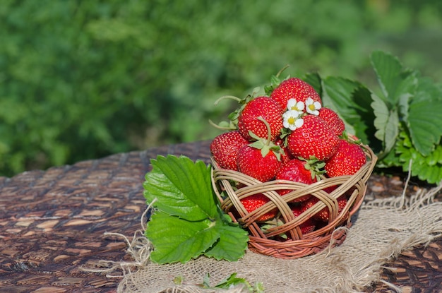 Harvesting fresh red strawberries in garden on a sunny day Gardening at countryside Basket of freshly harvested strawberries in berry garden