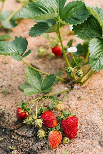 Foto raccolta di fresche grandi fragole rosse mature in serra