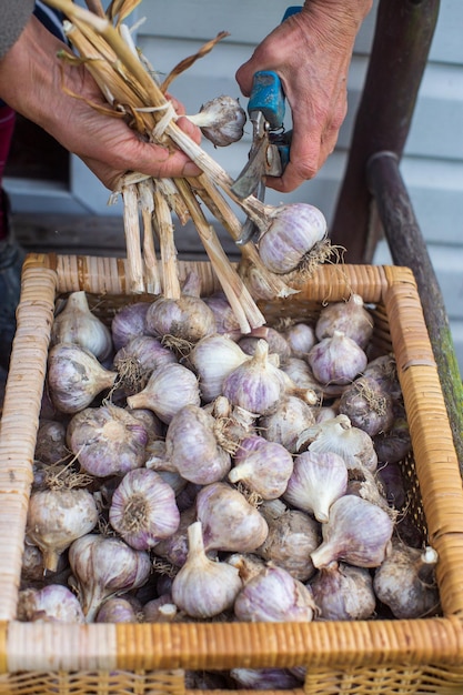 Harvesting garlic for the winter Agriculture concept Healthy fresh food