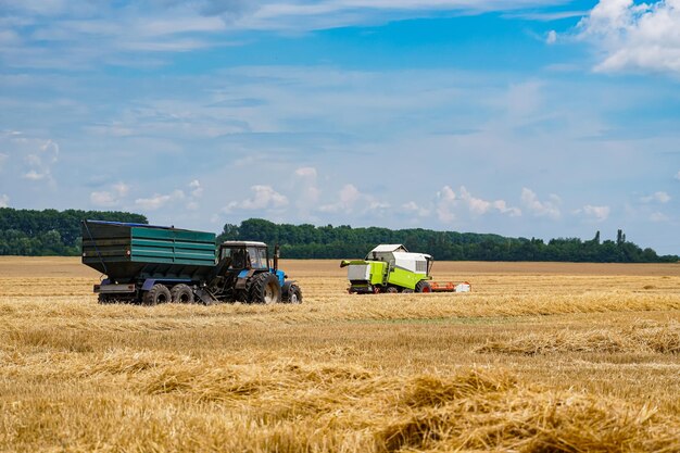 Harvesting golden wheat. Agricultural transport in the field.