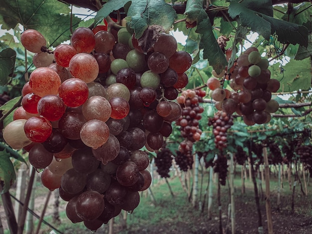 Harvesting grapes on the farm