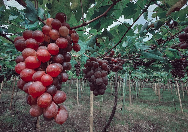 Harvesting grapes on the farm