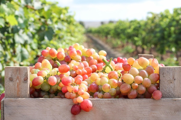 Harvesting grapes in the vineyards Closeup of pink grapes in a wooden box