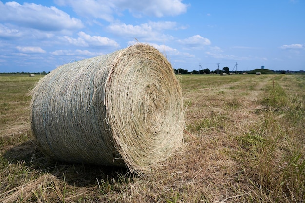 Фото Сбор сена для скота балы сена в поле вблизи