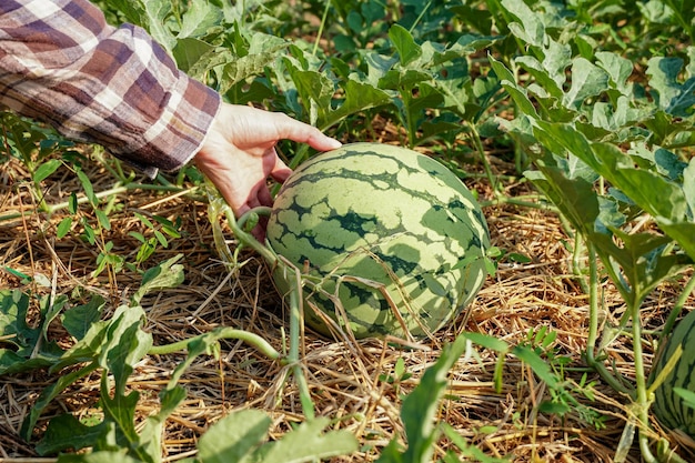 Harvesting hybrid watermelon in organic garden, farmer producer of bio food for local market