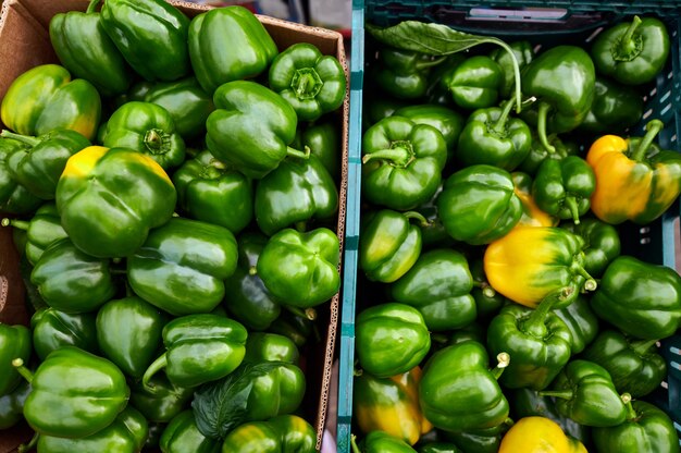 Harvesting inside a modern greenhouse