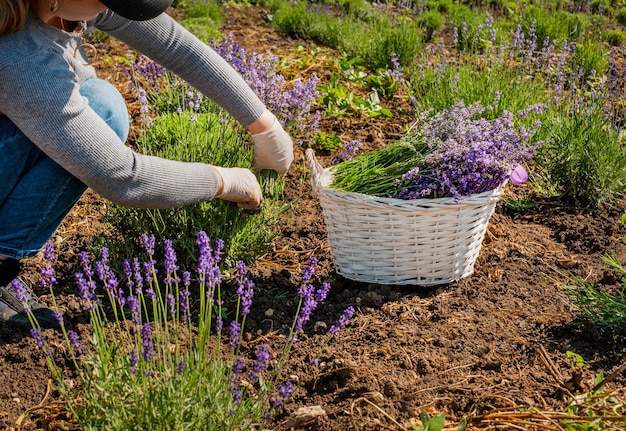 Harvesting lavender gardener gathered in a basket cut inflorescences