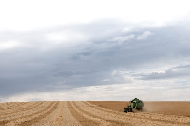 Una macchina per la raccolta del grano è al lavoro. mietitrice golden mature mietitrebbiatrice mietitrebbiatrice agricola mietitriceagricoltura