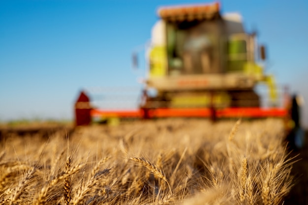 Harvesting machine working at field in sunny morning. Agriculture concept.