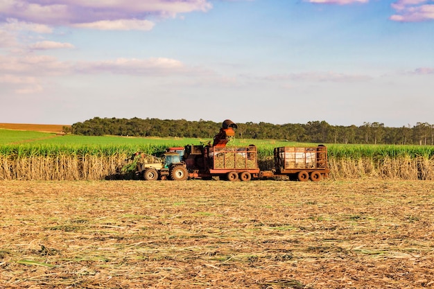 Harvesting machine working on a sugar cane field plantation at cloudy sky background