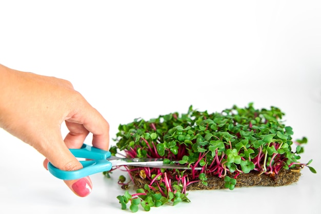 Raccolta di microgreens pianta da taglio persona con le forbici