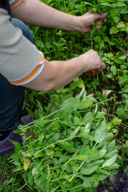 Harvesting mint. Woman farmer hands picking mint leaves in garden. Healthy herbs concept.