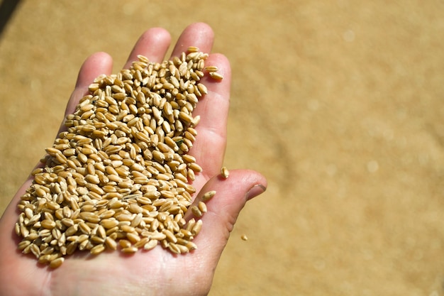 Harvesting nature agriculture and prosperity concept  hands holding ripe wheat grain on cereal field