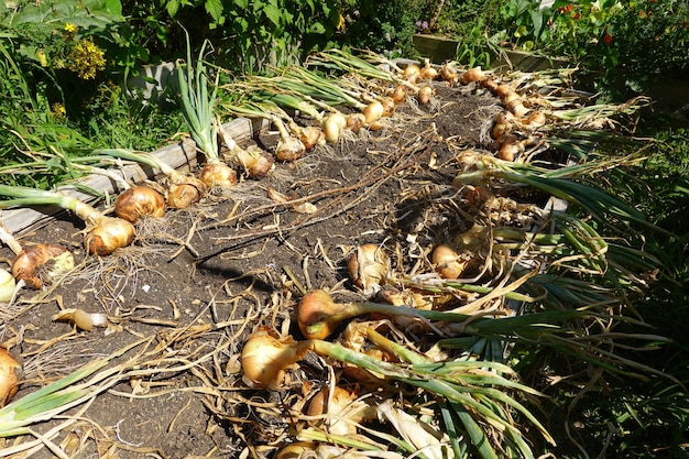 harvesting onions in the backyard garden harvest onions in raised beds onion crop