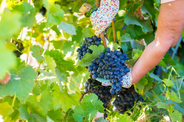 Harvesting organic dark grapes in the vineyard Female hands pluck a bunch of grapes