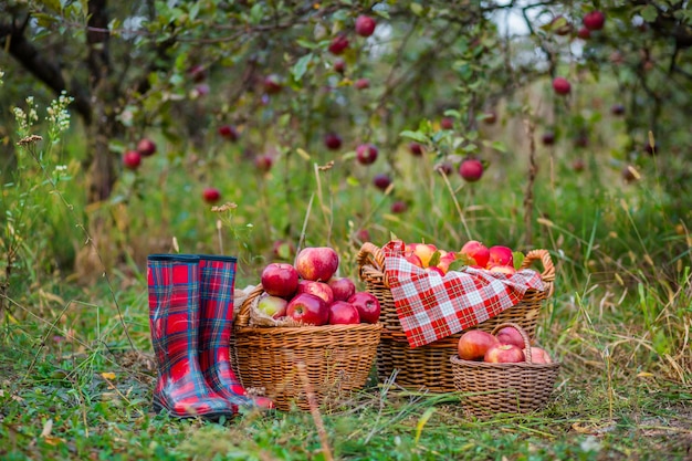 Harvesting organic red apples overflowing a basket of apples Packaging of apples in the garden