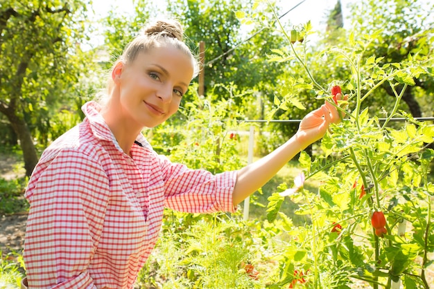 Harvesting organic Tomatoes in the garden