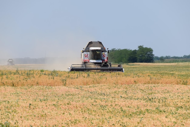 Harvesting peas with a combine harvester Harvesting peas from the fields