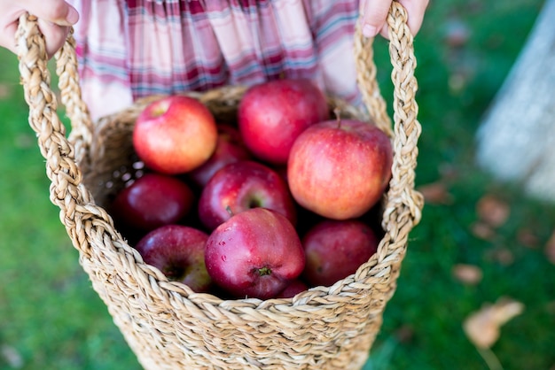 Harvesting or picking  in the garden