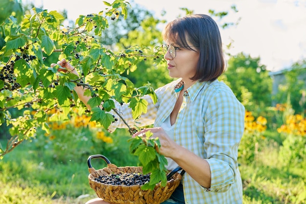 Harvesting picking ripe blackcurrants in summer garden