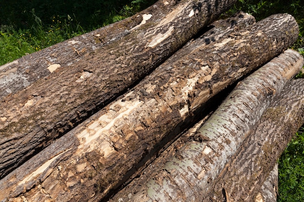 Harvesting pine tree trunks in the forest