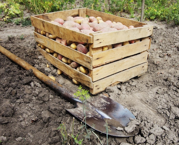 Harvesting potatoes on an agricultural field