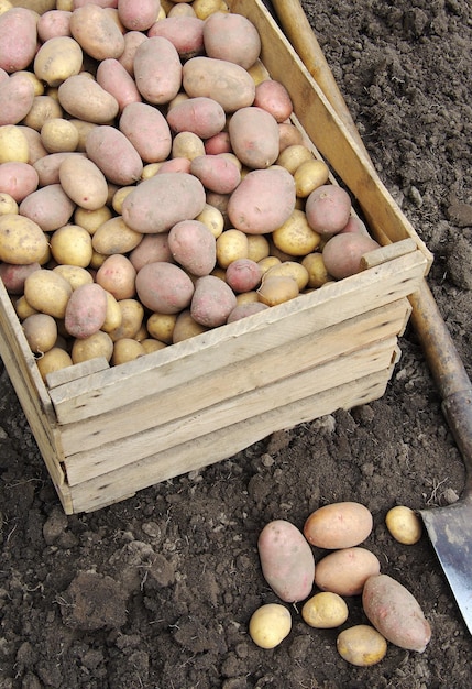 Harvesting potatoes on an agricultural field