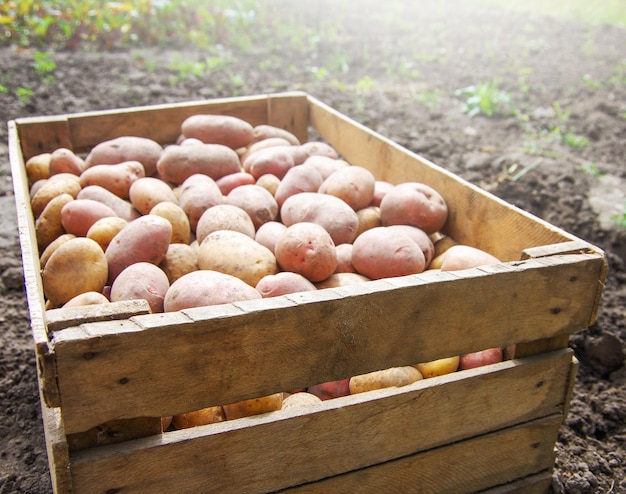 Foto raccolta di patate in un campo agricolo