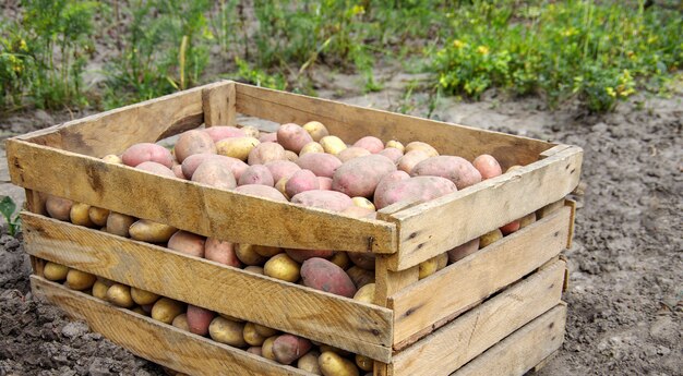 Harvesting potatoes on an agricultural field