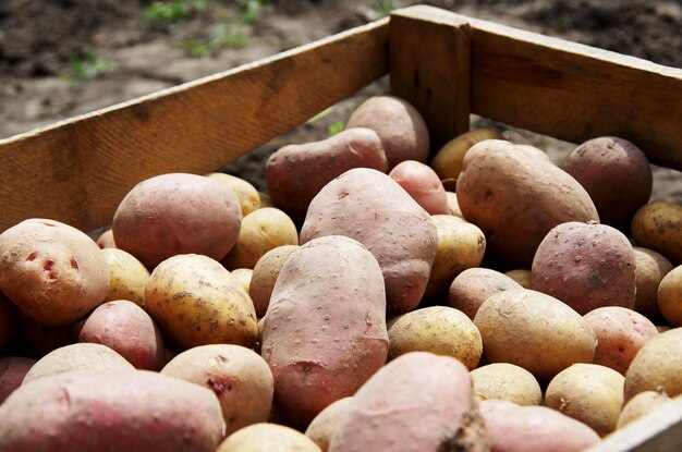 Harvesting potatoes on an agricultural field