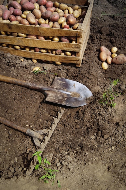 Raccolta di patate su un campo agricolo