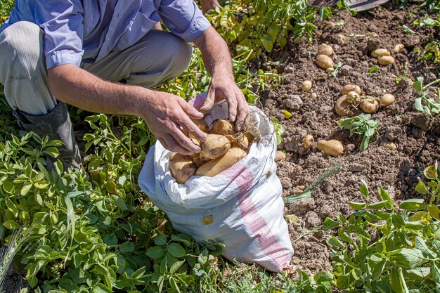 Harvesting potatoes by hand on the field closeup